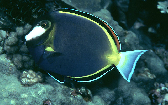 Acanthurus japonicus